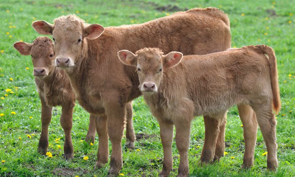 Terneros. Foto Freepik