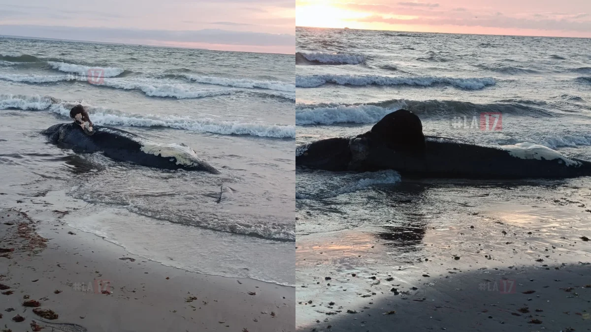 Ballenato en la costa de Madryn