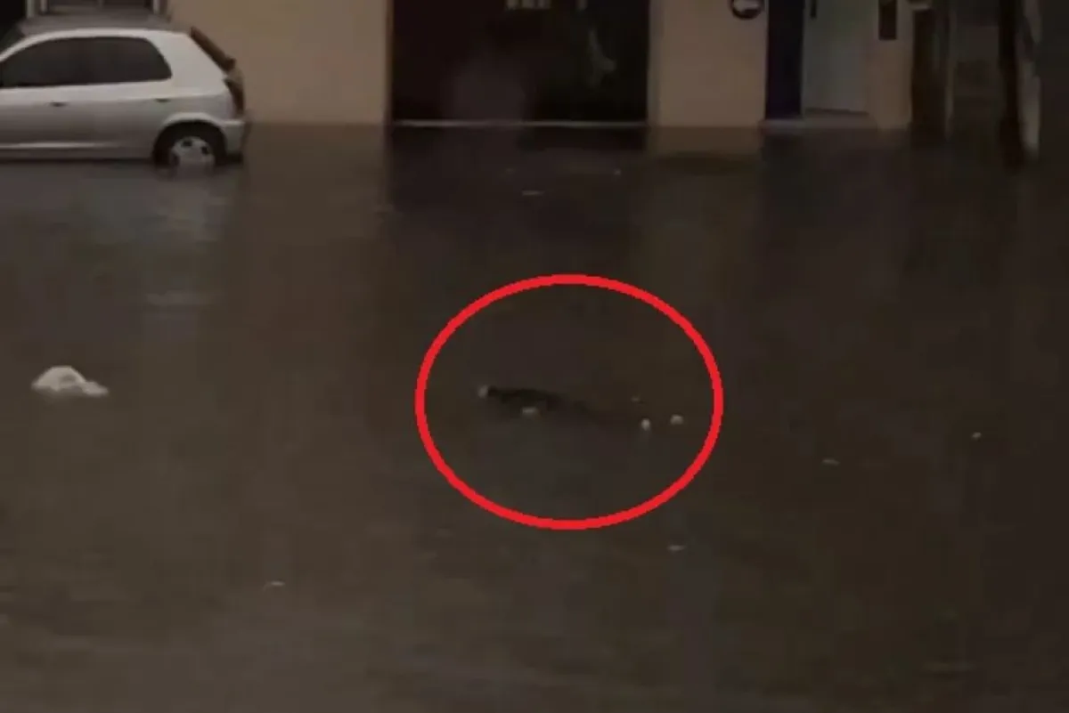 Cuerpo flotando en medio de la calle