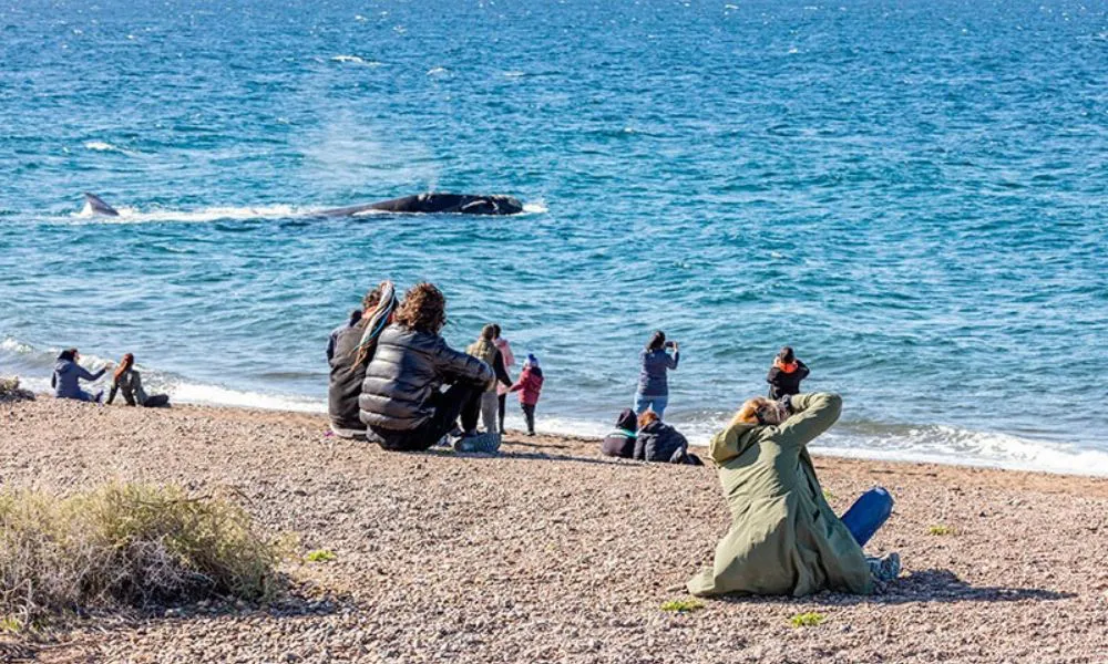 Avistaje de ballenas en El Doradillo
