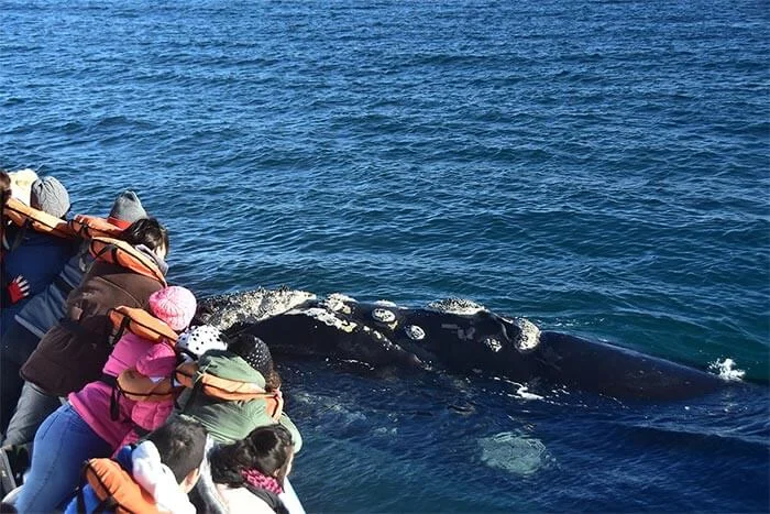 Excursión avistaje de ballenas