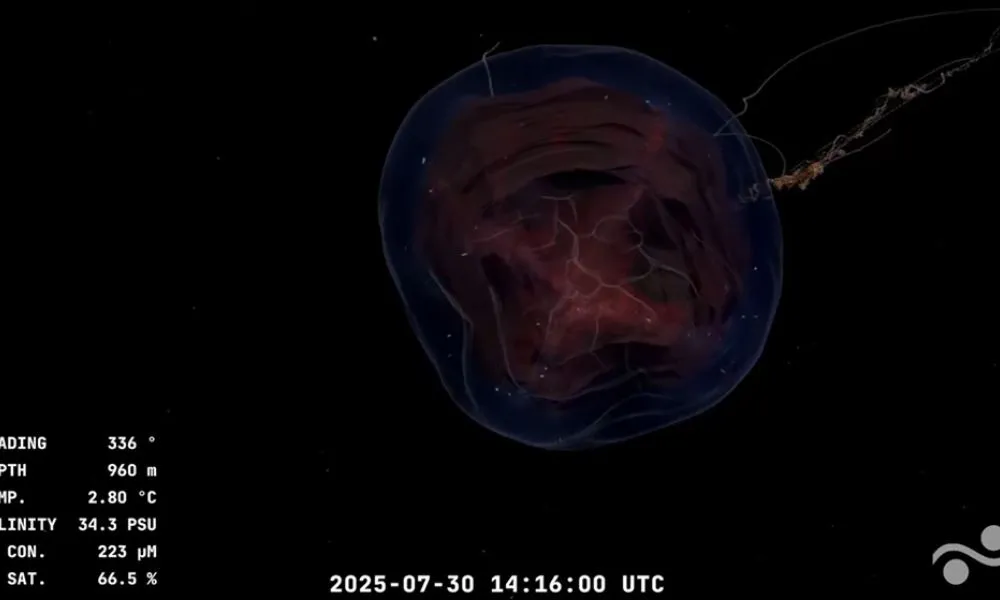 Especies vistas en el cañón Mar del Plata