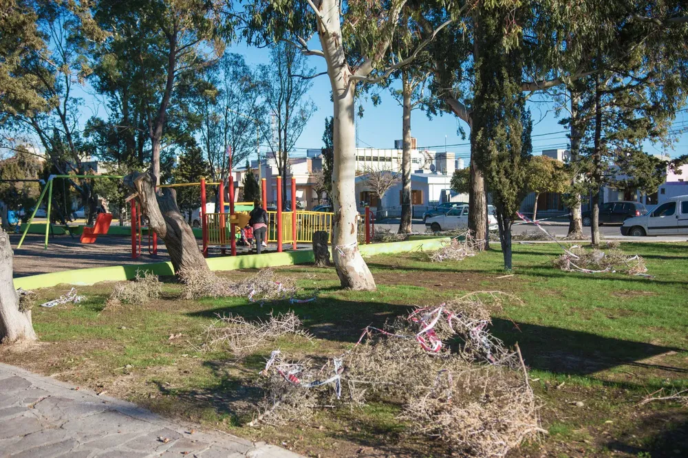 Municipalidad avanza con los trabajos de forestación en la Plaza Güemes