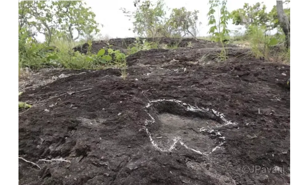 Fósiles en amazónia-3