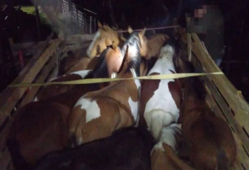 Caballos.