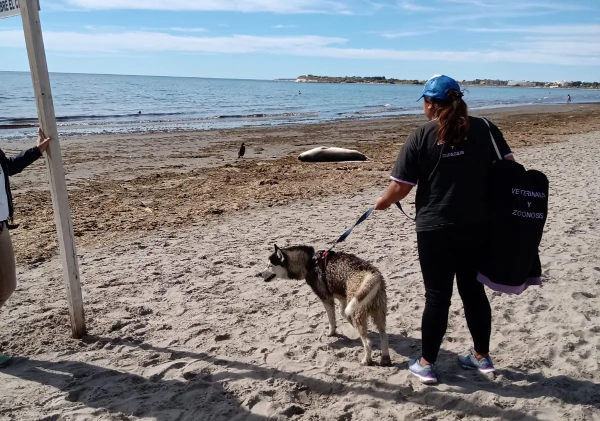 perro capturado