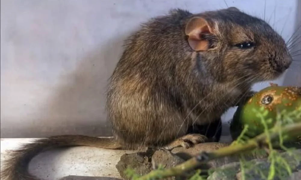 Nueva rata vizcacha