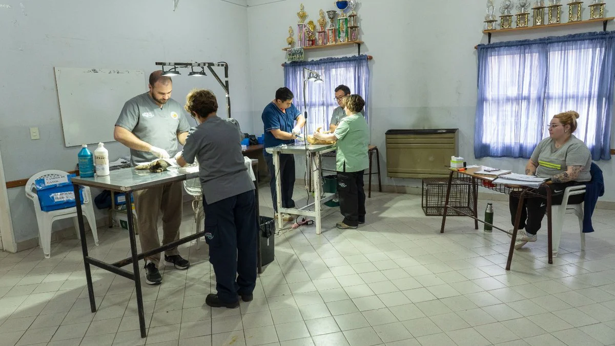 Campaña de castración