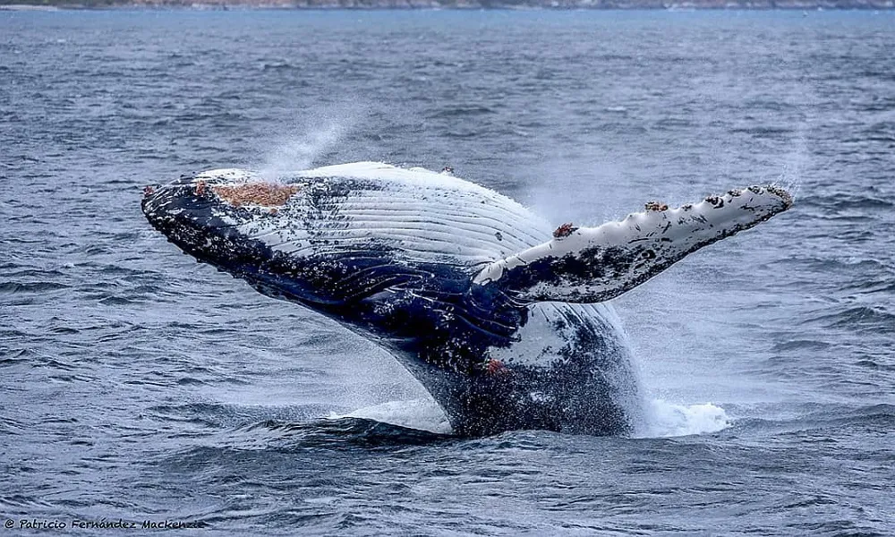Ballena jorobada