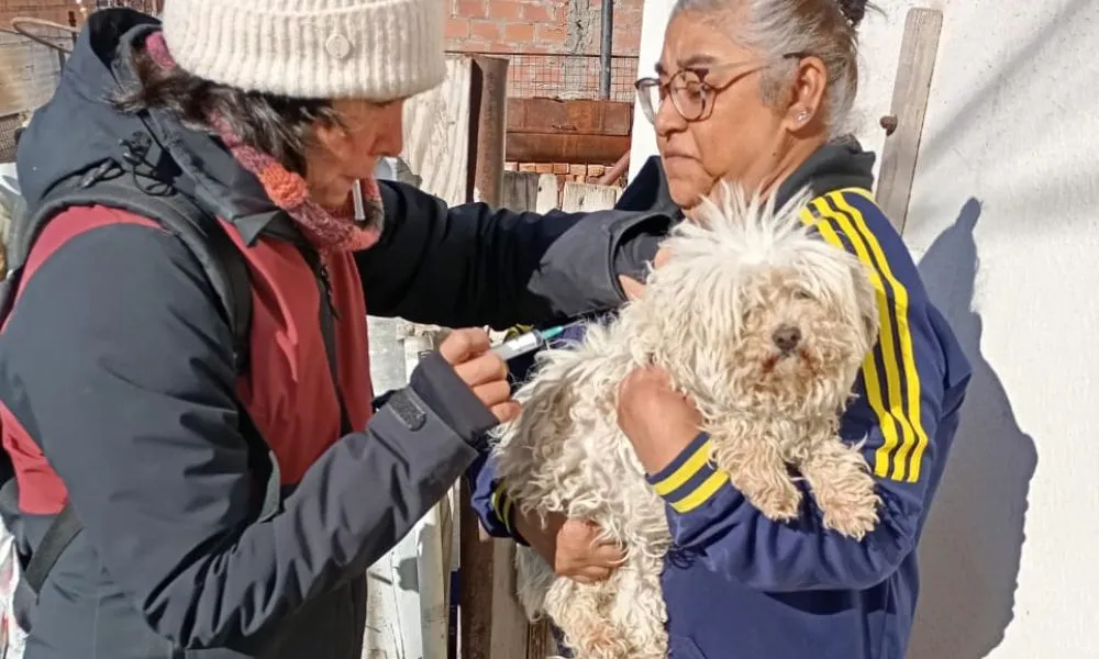 Activan protocolo contra la rabia en Trelew y Rawson