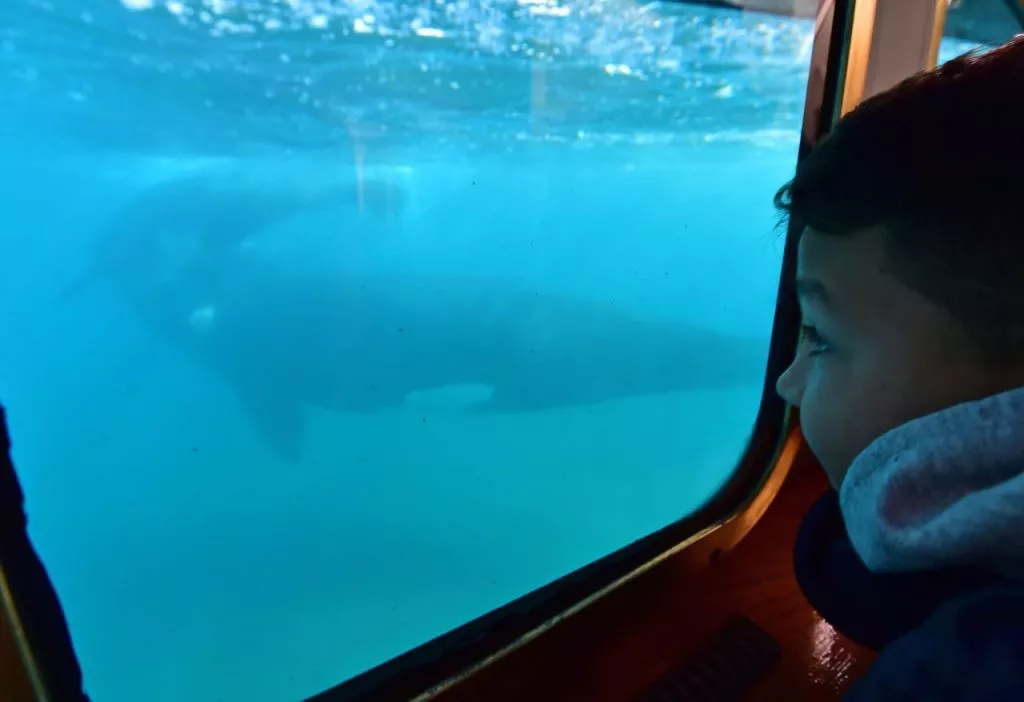 ASÍ SE VEN LAS BALLENAS DESDE EL YELLOW SUBMARINE