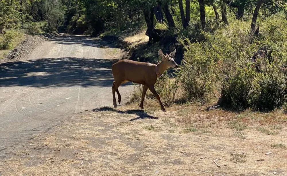 Huemul