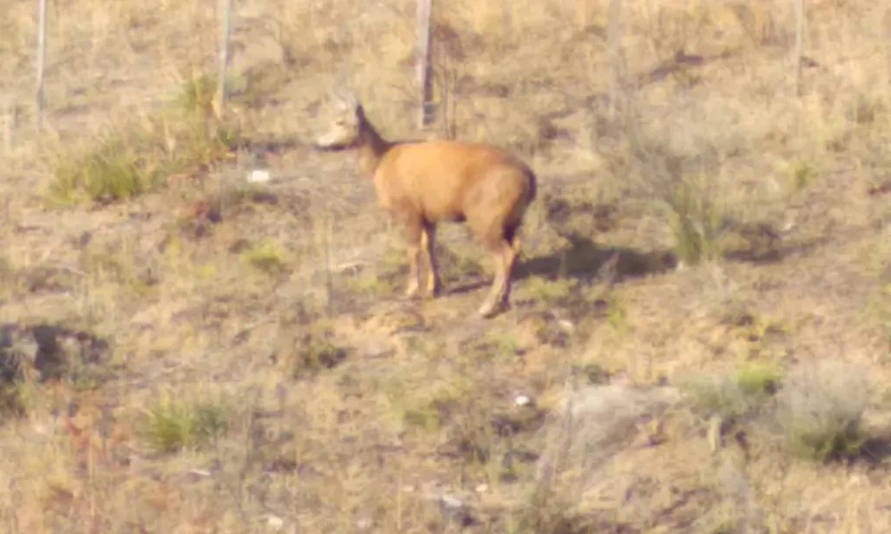 Huemul