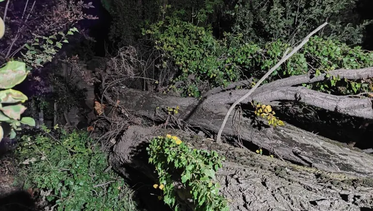 Un álamo de aproximadamente 30 metros de altura.