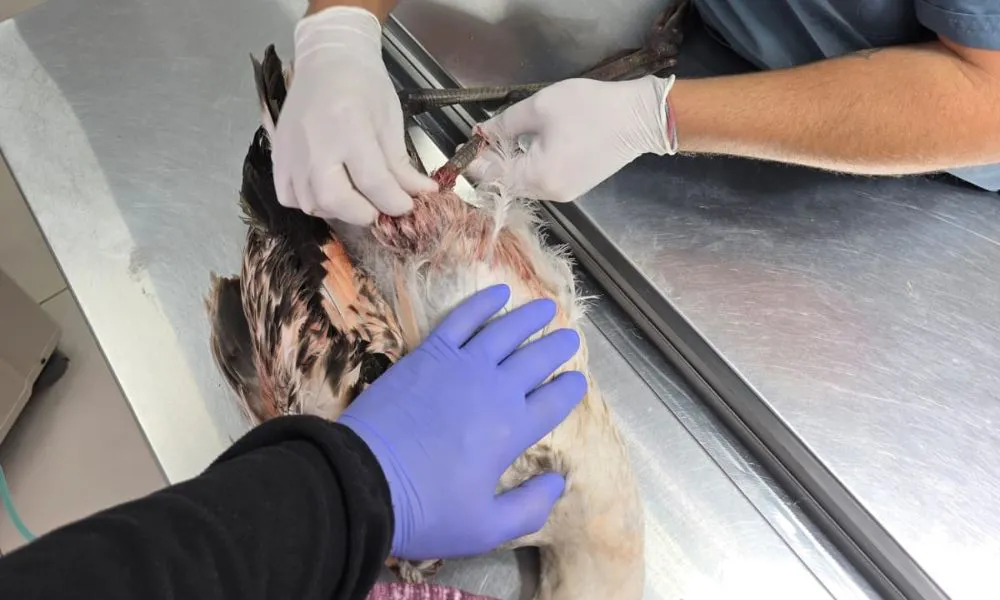 flamenco lastimado en Trelew