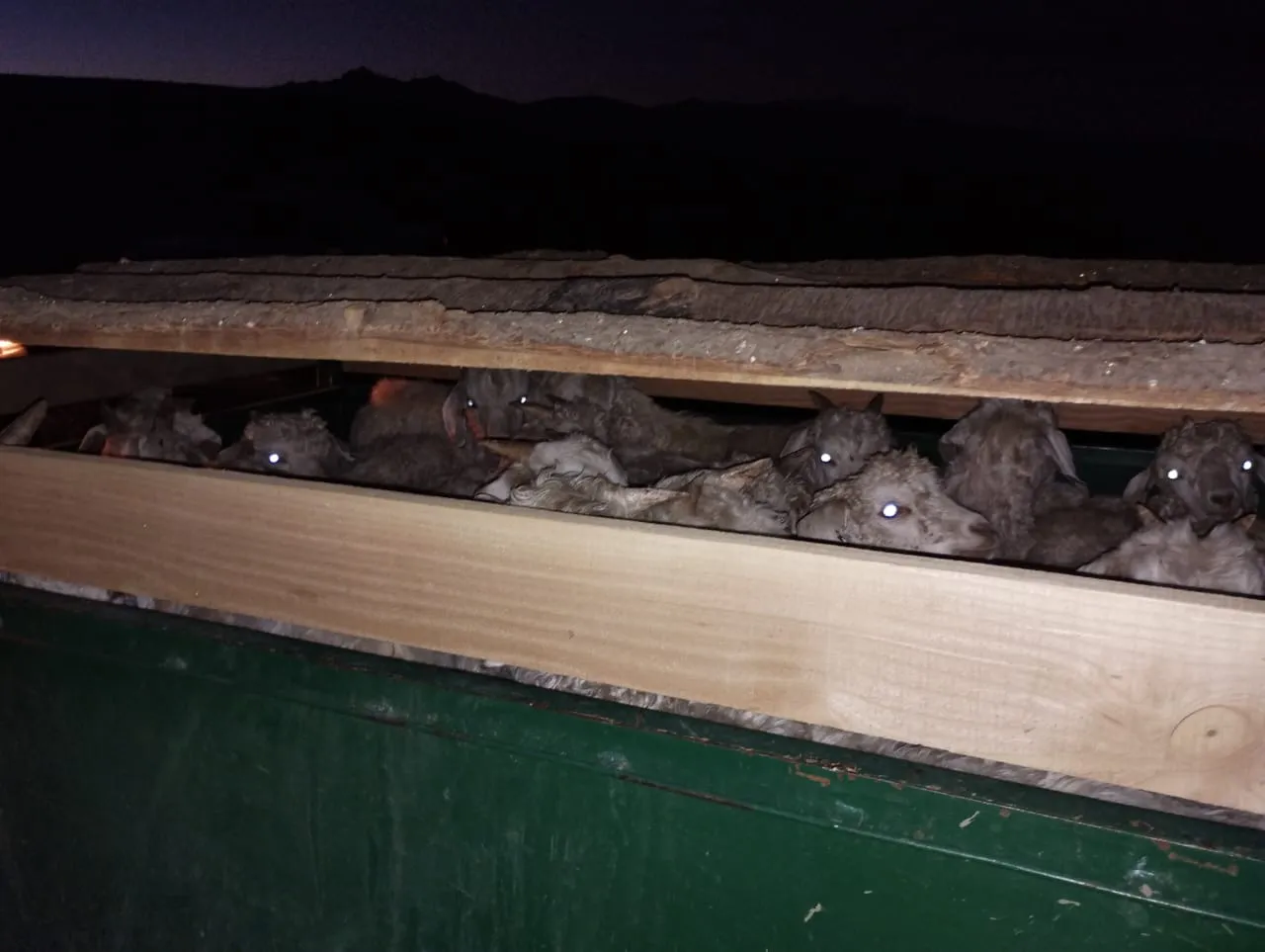 Chivitos viajaban hacinados en el pequeño carro