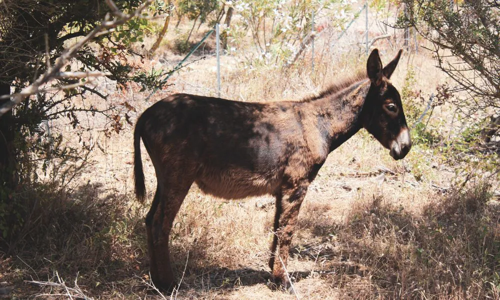 Pequeño burro en el campo. Imagen ilustrativa Freepik