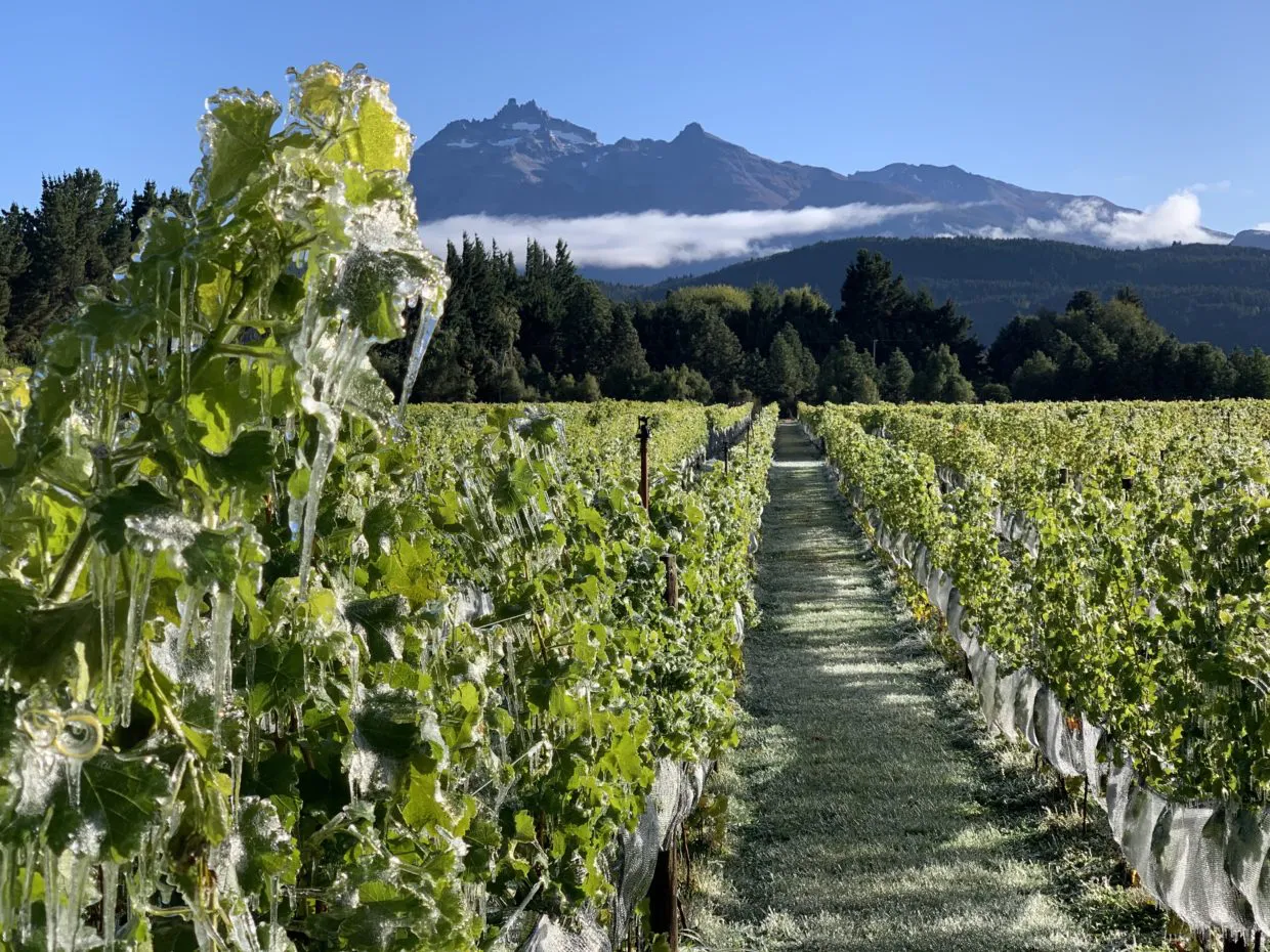 Viñedos