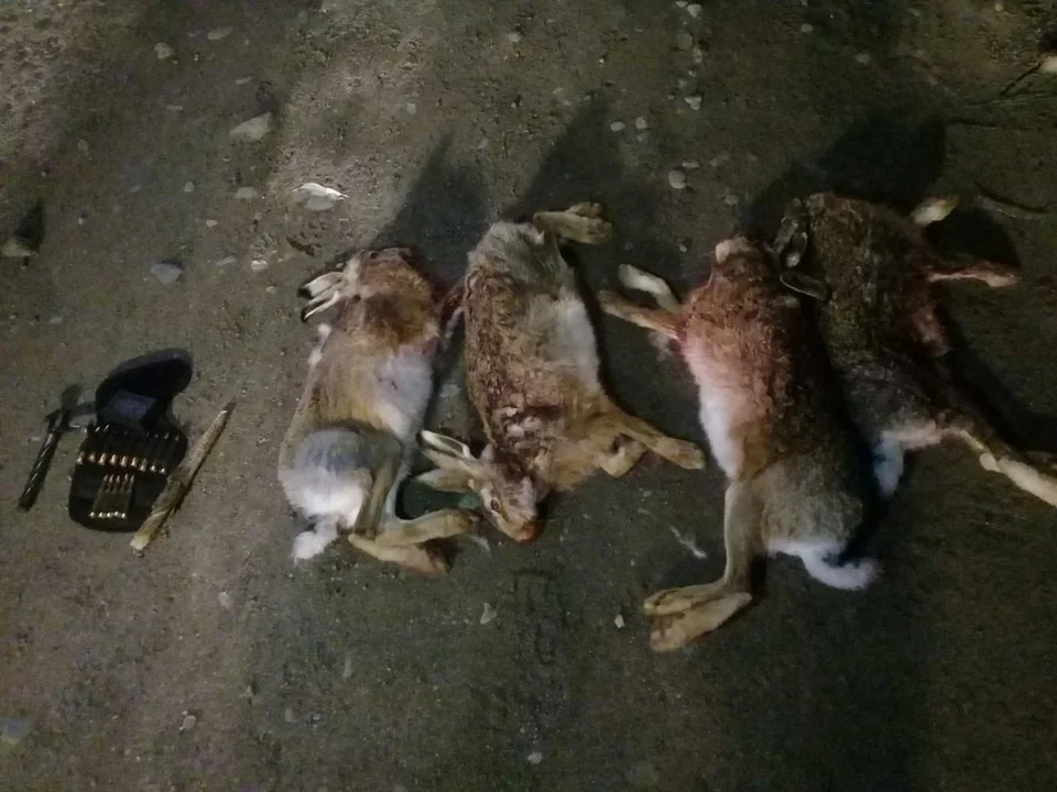 Caza de Liebres Caza de Liebres