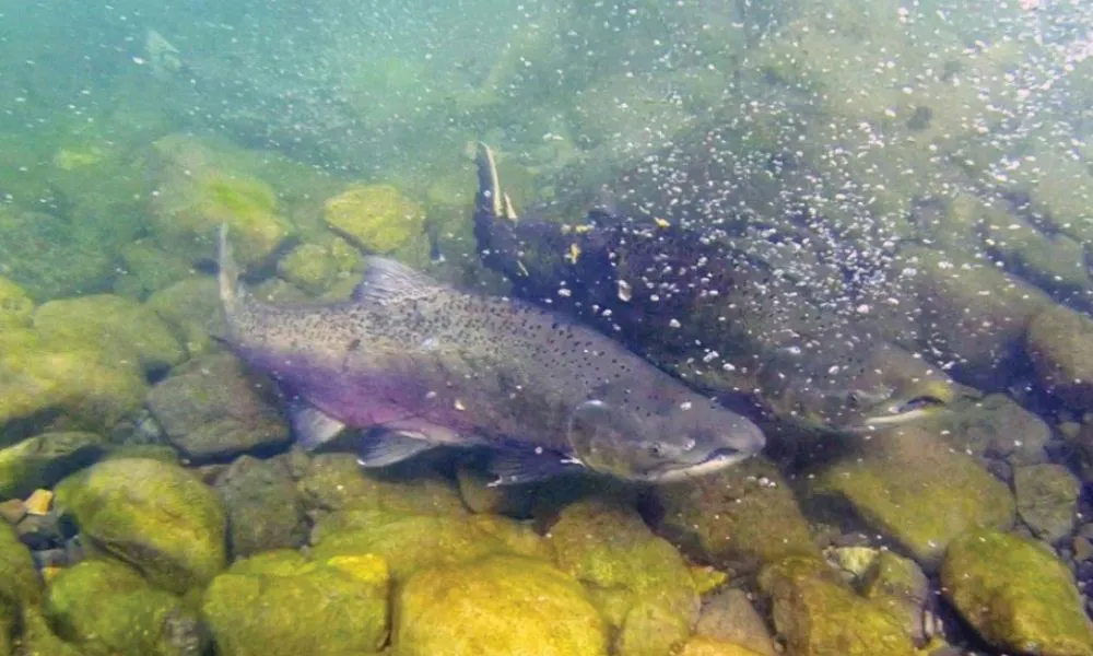 Salmón más grande del mundo