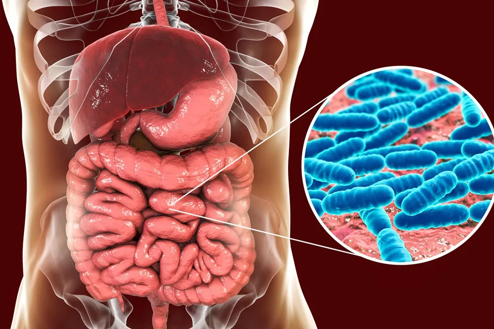 Microbiota intestinal (Foto: Freepik)
