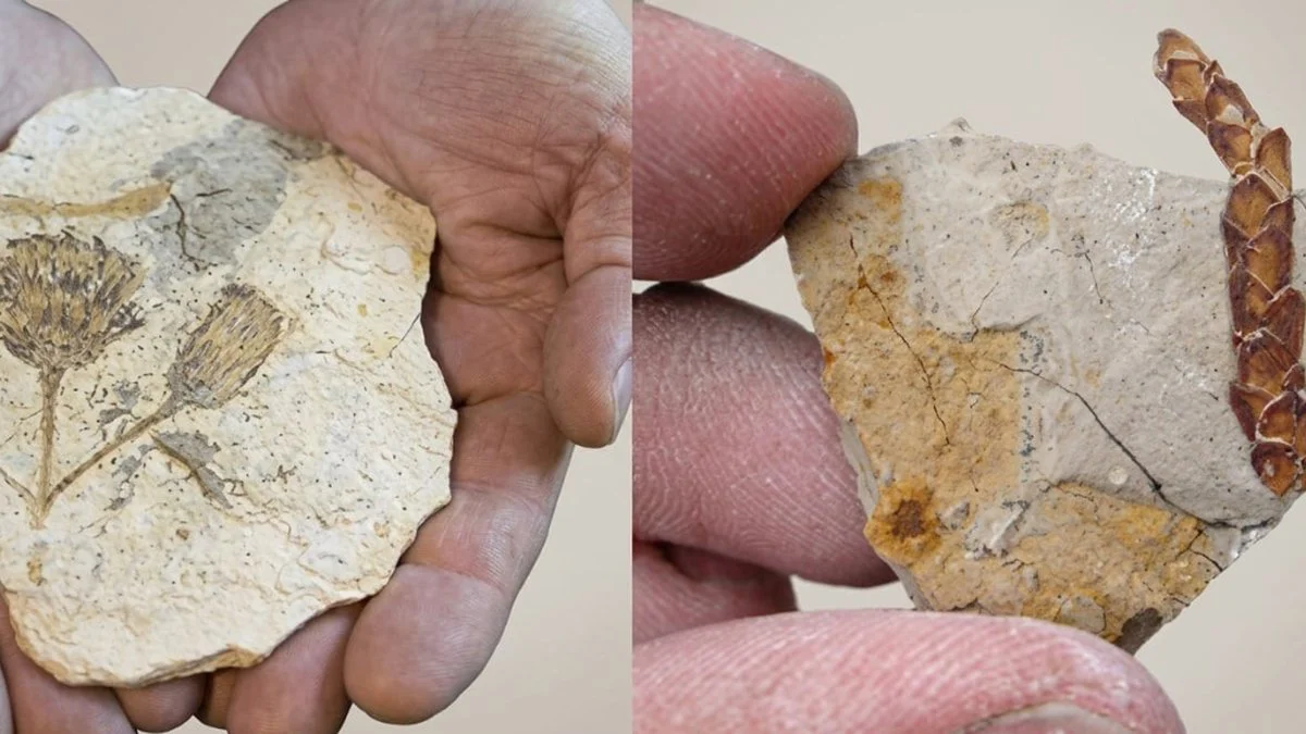 Congreso de Paleobotánica y Palinología
