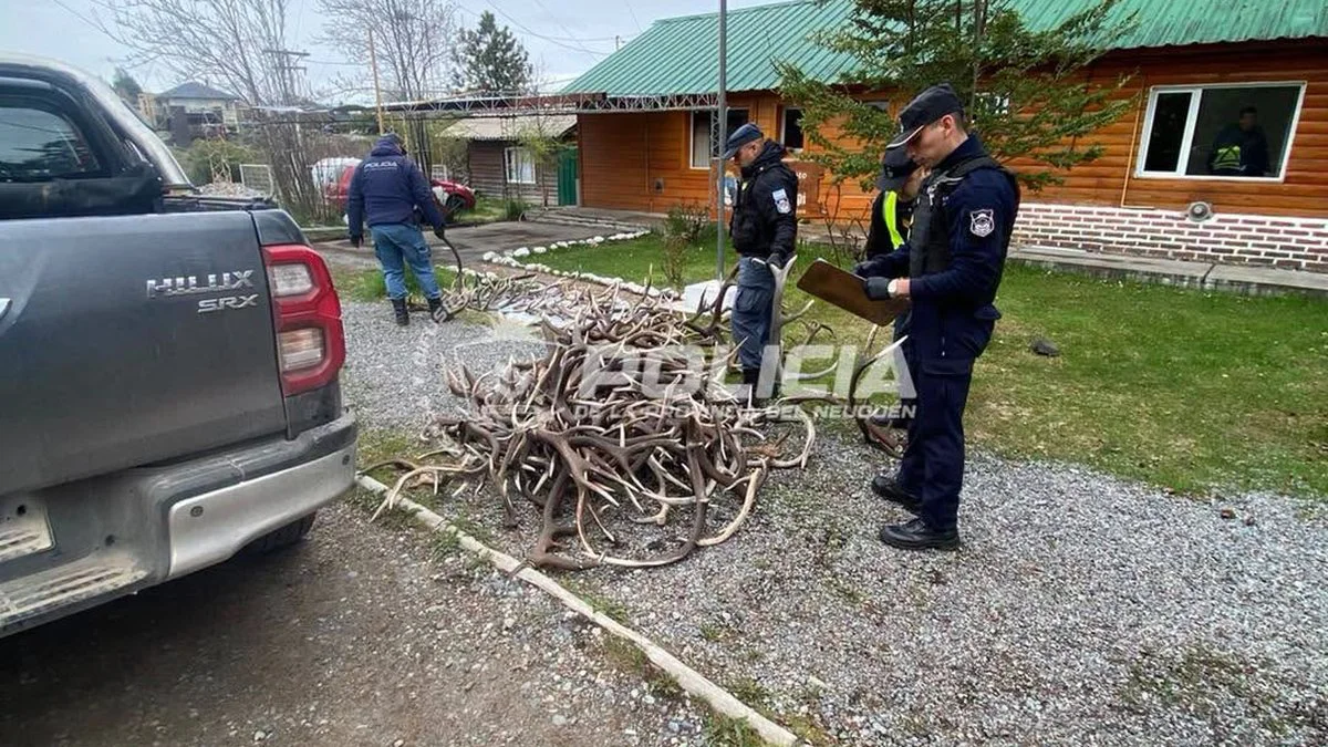 Descubren 155 astas de ciervo