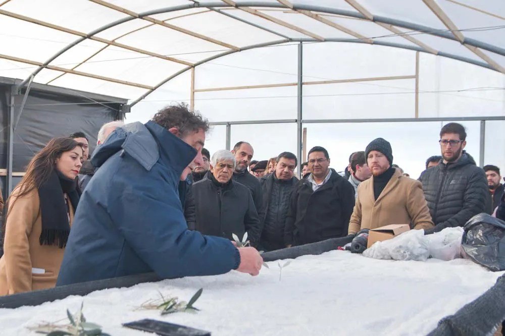 polo-olivicola-olivos-dolavon-4