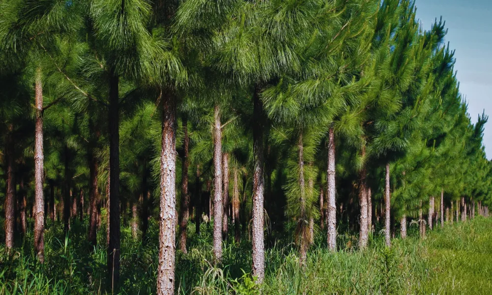 producción forestal