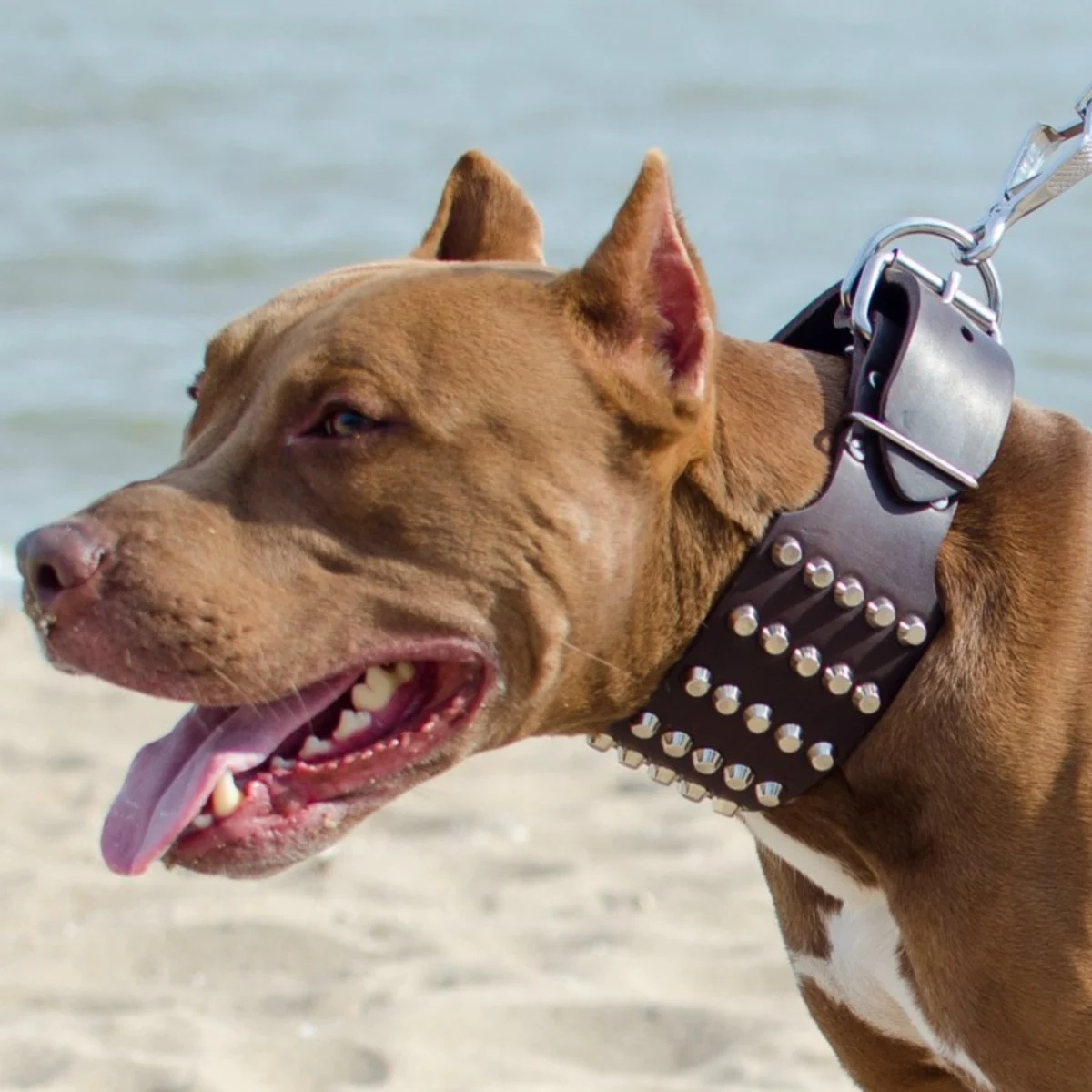 Raza Pitbull