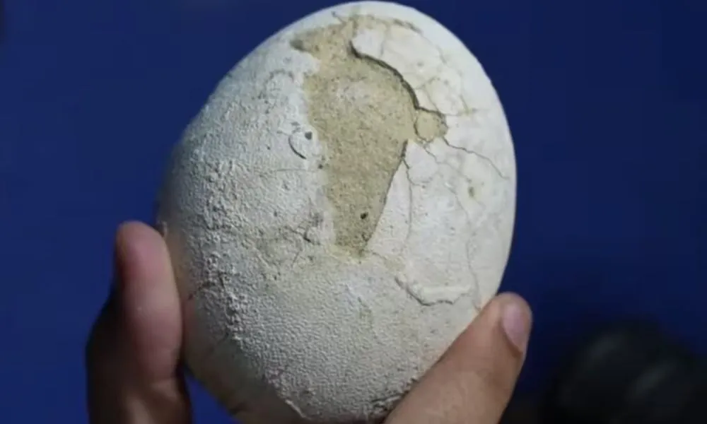 El huevo de dinosaurio hallado por cientíificos del Conicet. Foto: LA NACION