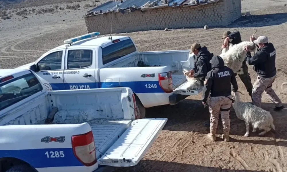 Recuperan ganado caprino en Cushamen