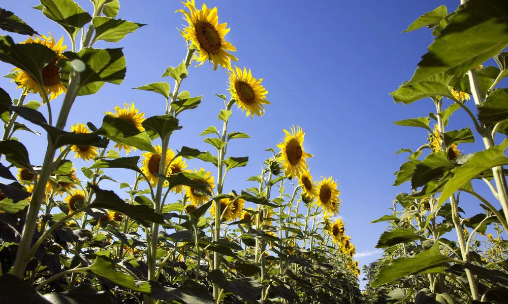Campo de girasol. Foto Magnific