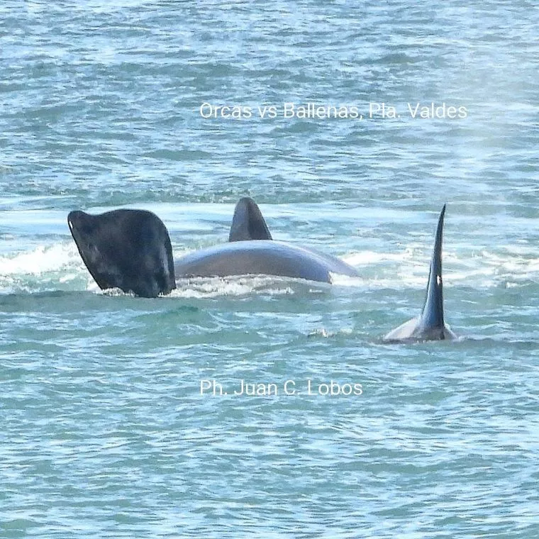Orcas vs Ballenas