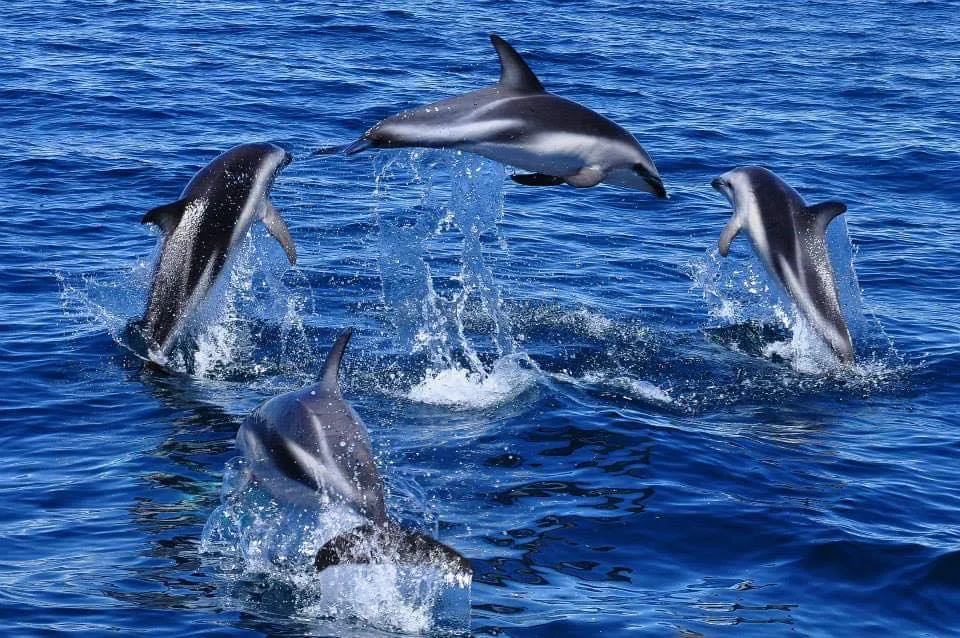 Delfines en Puerto Madryn