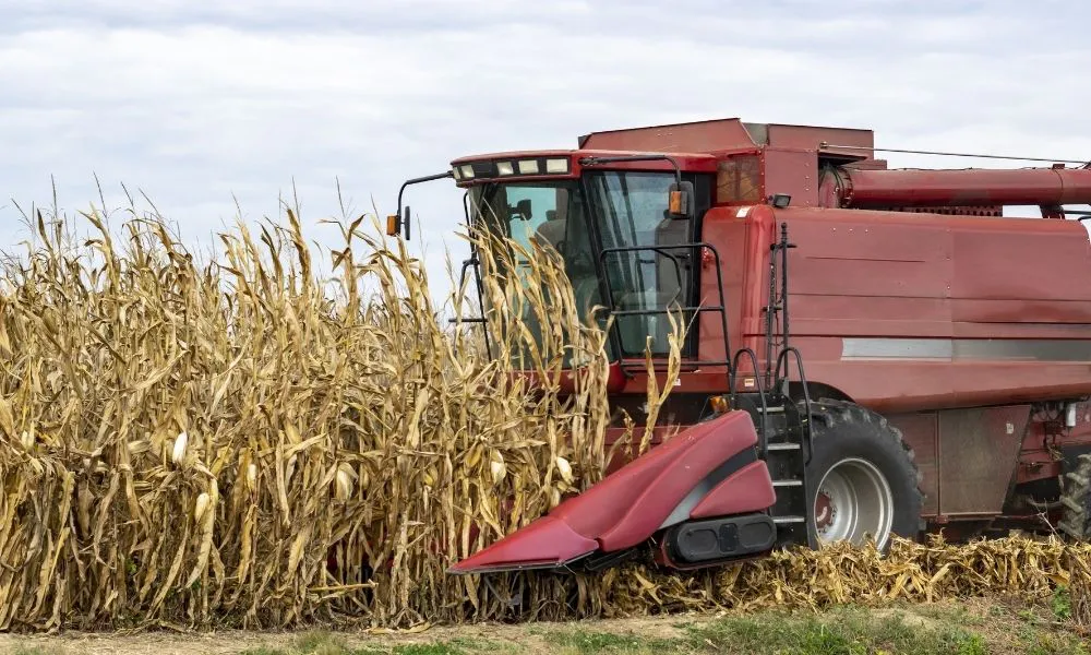 Cosecha de maiz. Foto Freepik