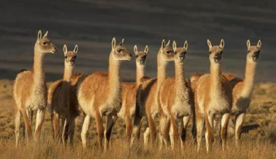 guanacos productivos