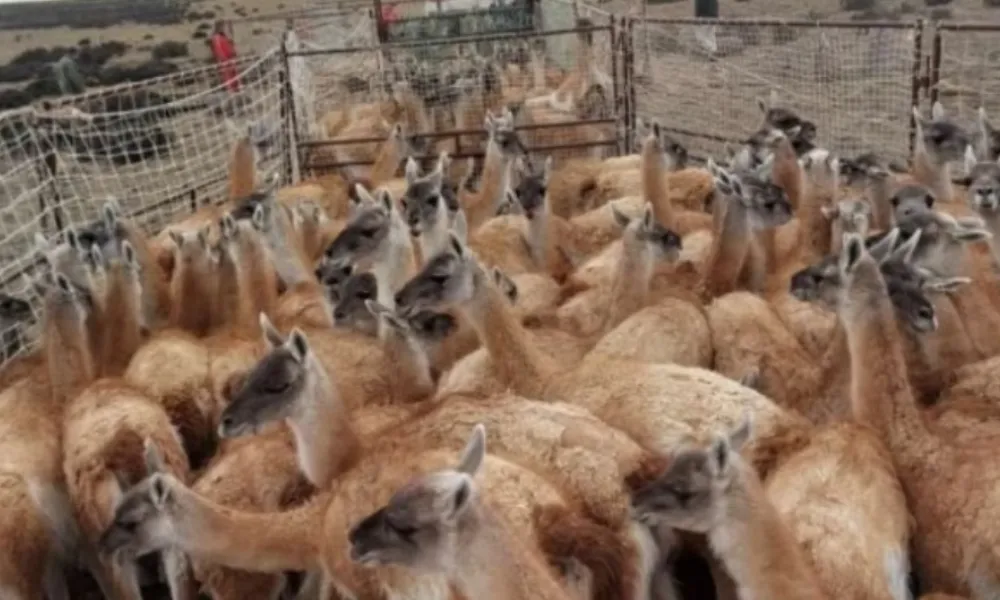 Guanacos