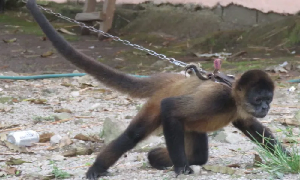 Uno de los animales rescatados