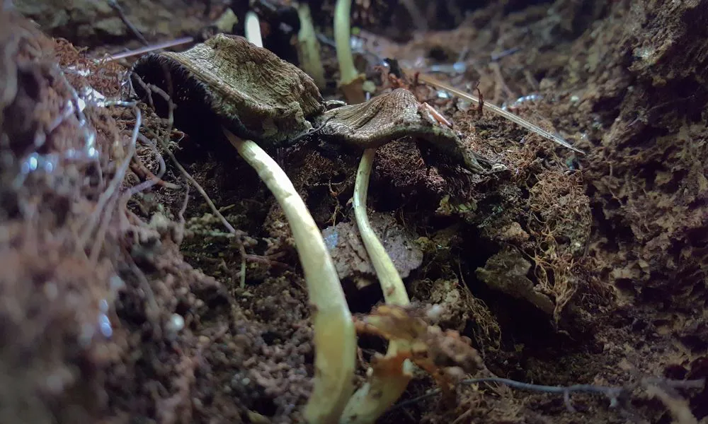 Micelio, raíz de los hongos. Foto Freepik