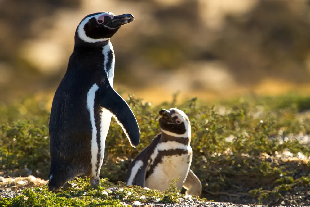 Pingüinos en Punta Tombo. Fotografía de Lisandro Crespo