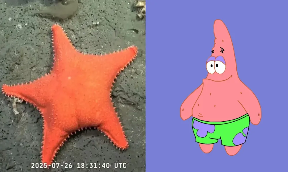 El efecto Patricio