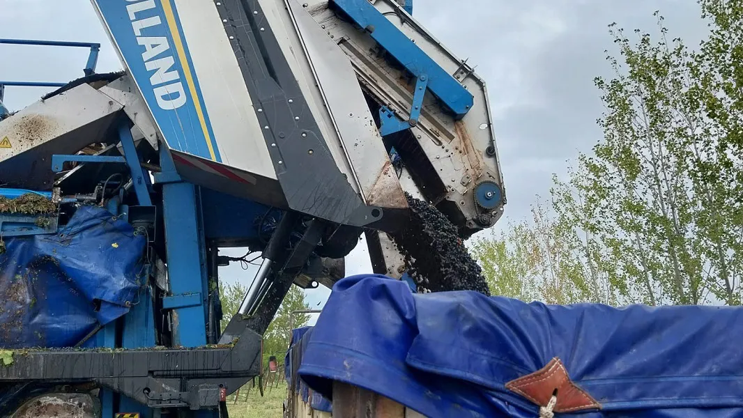 Vendimia en La Pampa