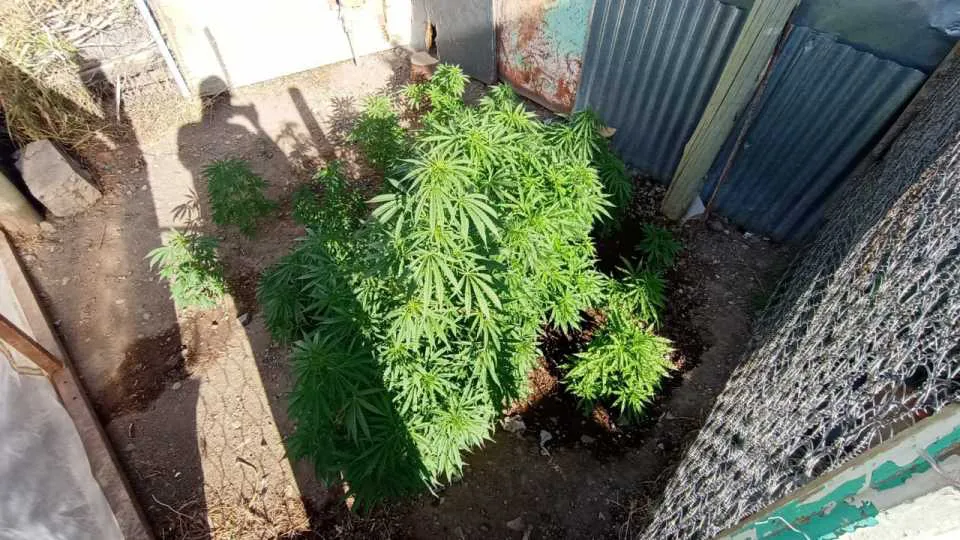 marihuana