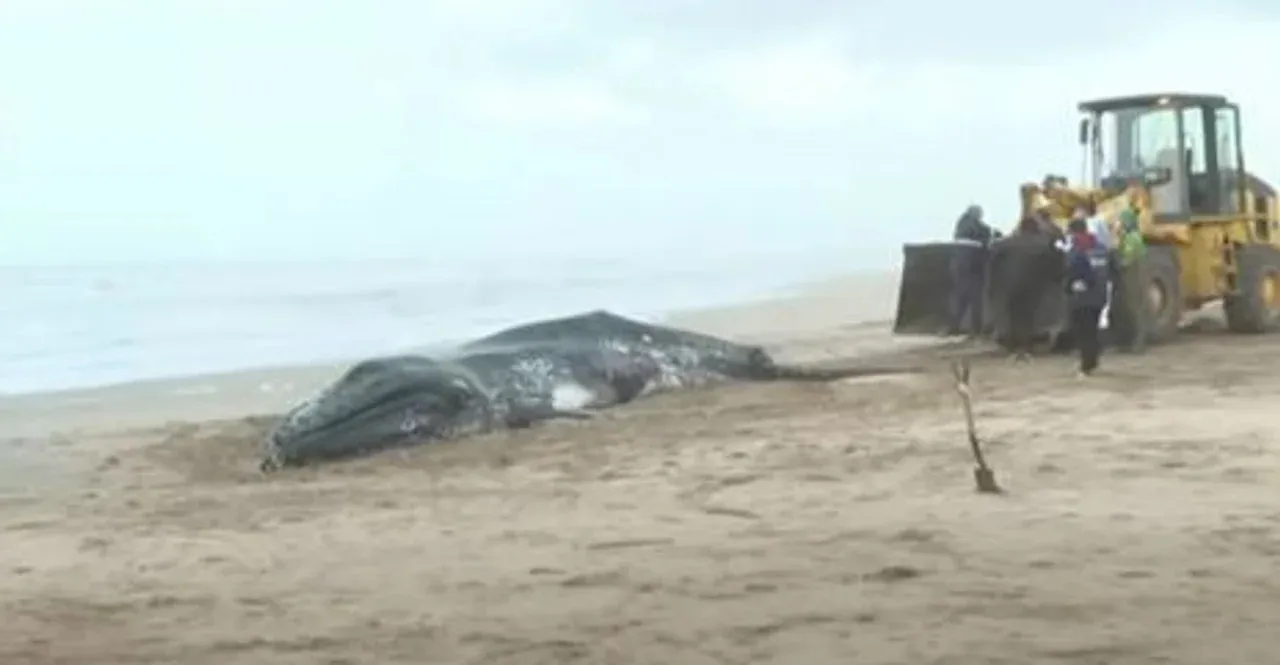 Ballenas muertas en las costa de Valeria del Mar