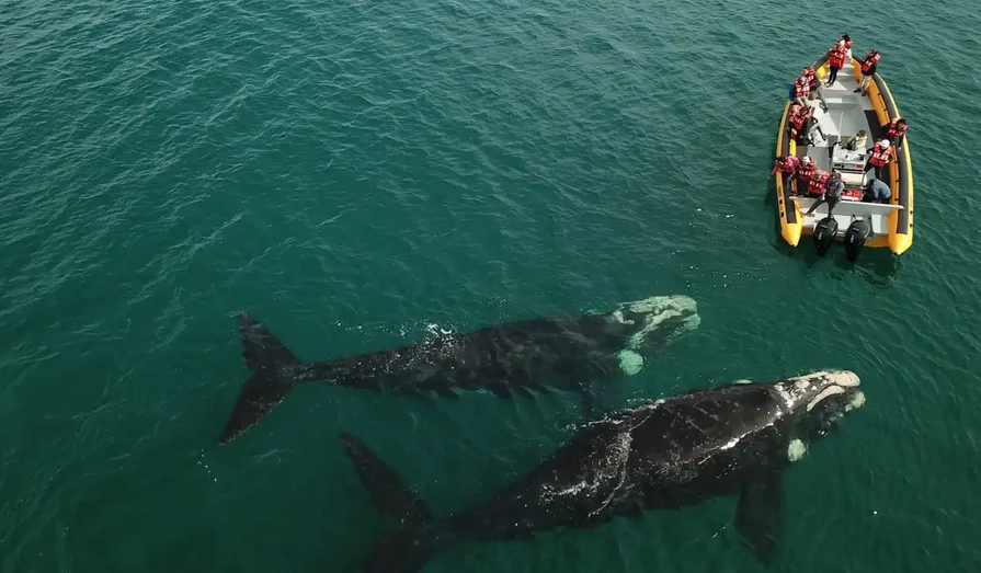 ballenas rio negro