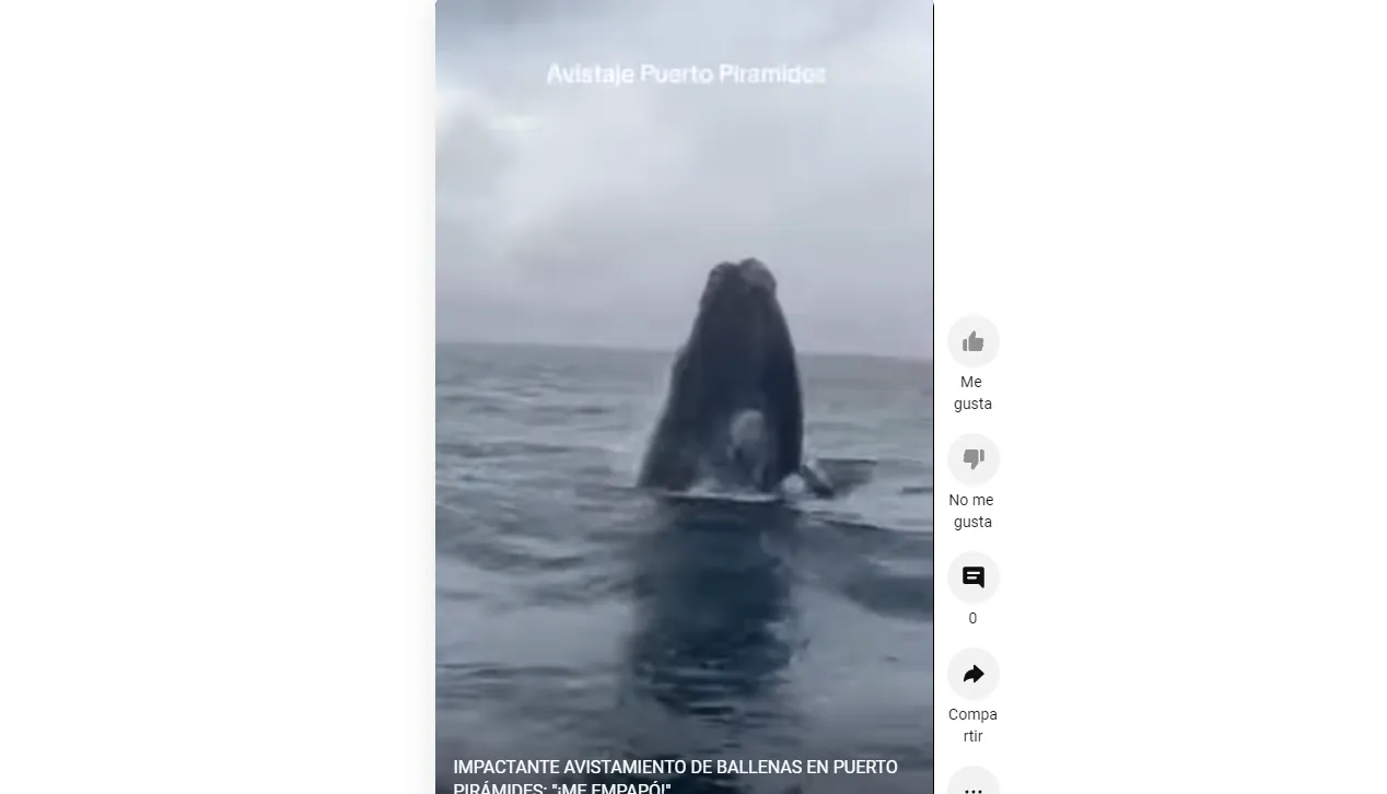 IMPACTANTE AVISTAMIENTO DE BALLENAS EN PUERTO PIRÁMIDES: "¡ME EMPAPÓ!"