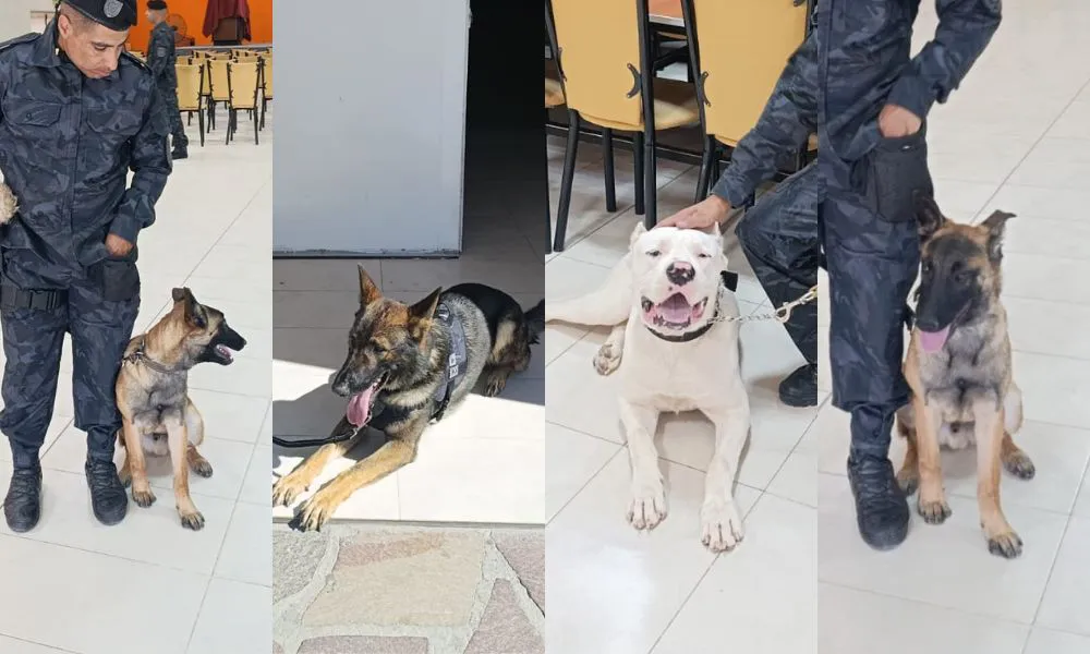 Divisón Canes Puerto Madryn