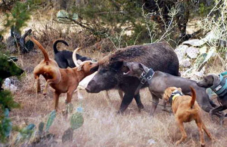 Caza de jabalíes con jauría