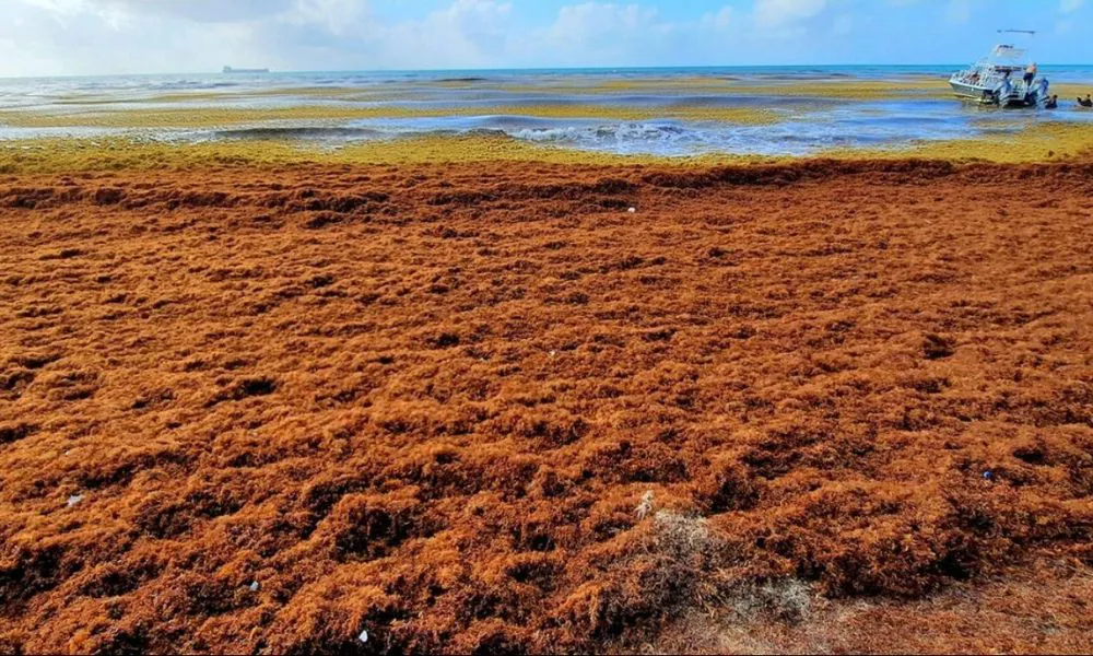 Sargazo en el Caribe (Foto Red de Monitoreo de Sargazo en Quintana Roo)